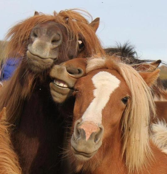 CERCANDO DI INFILTRARSI cavallo