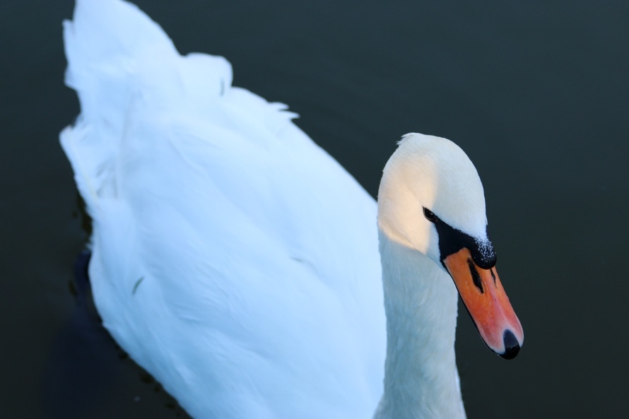 il cigno cigno bianco