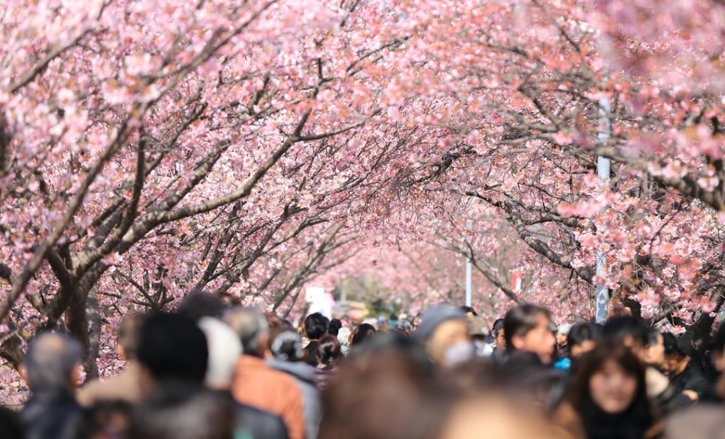 Primavera e gli alberi pieno di fiori alberi-primavera