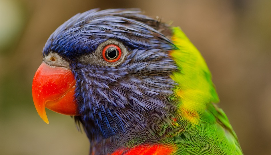 uccello Una delle creazioni di Dio sono gli uccelli