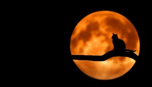 Cosa dice di Halloween la Chiesa di Gesù Cristo dei Santi degli Ultimi Giorni?