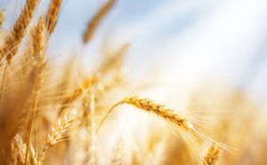 Il libro di Ruth: Una storia di lealtà, fede e redenzione