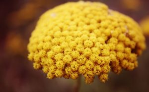 Le parabole del granel di senape e del lievito